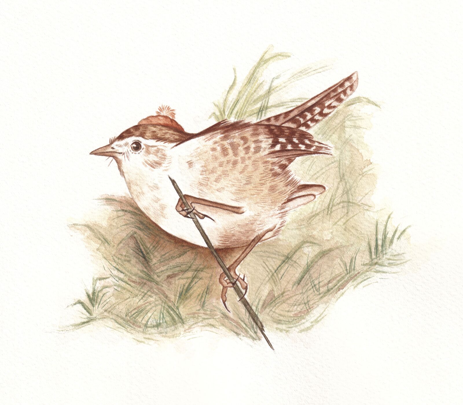 Winter Wren