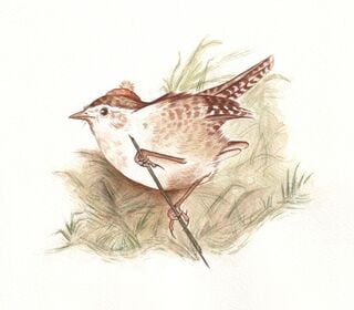 Winter Wren