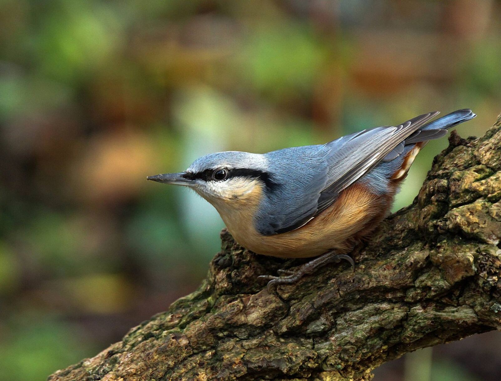 Nuthatch