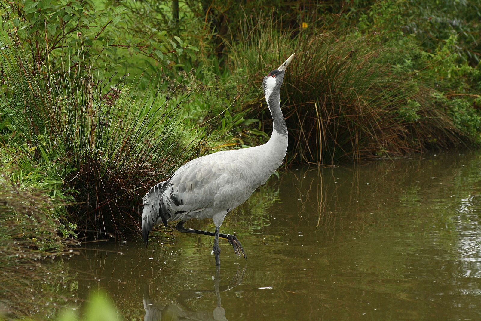 Crane
