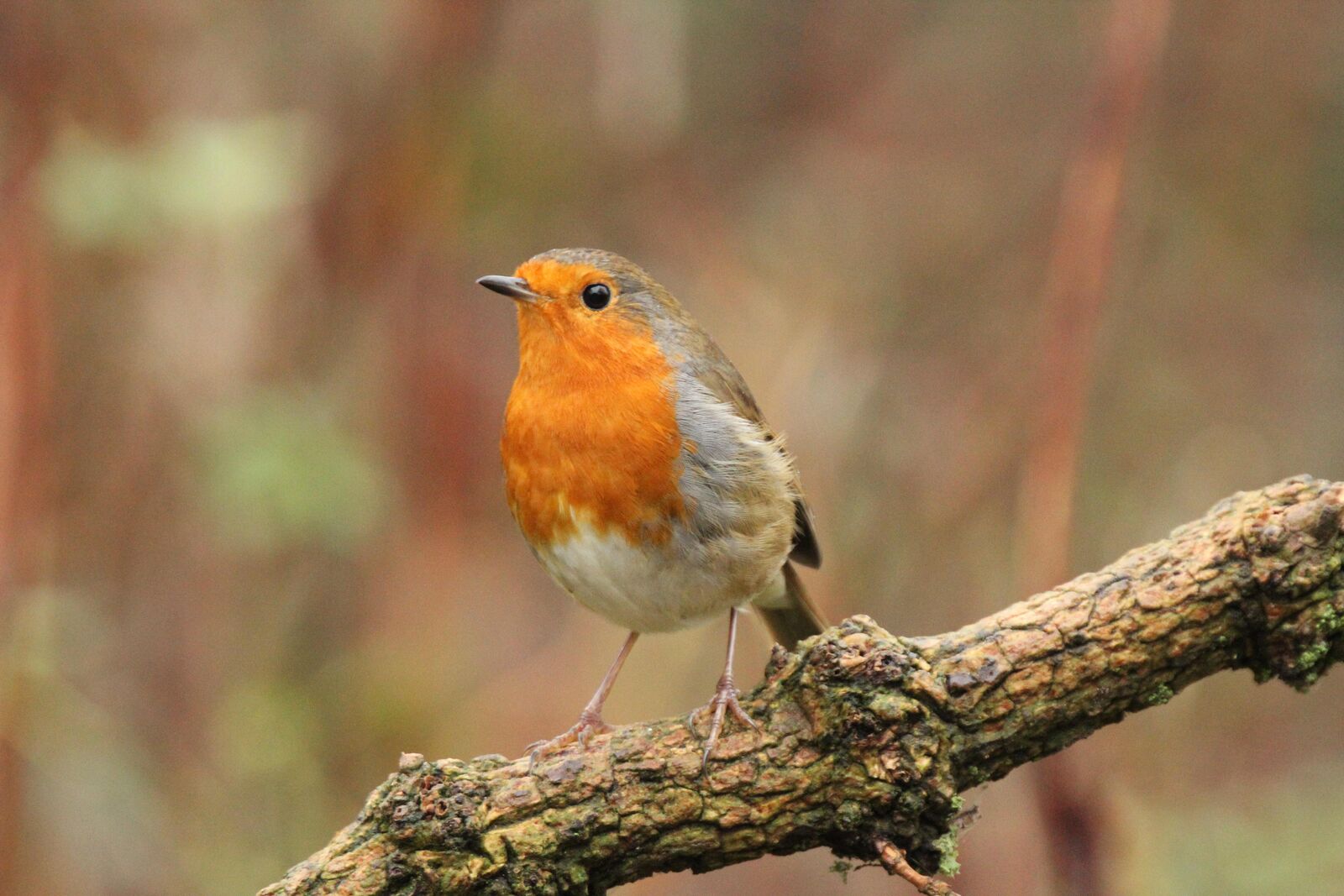 Robin