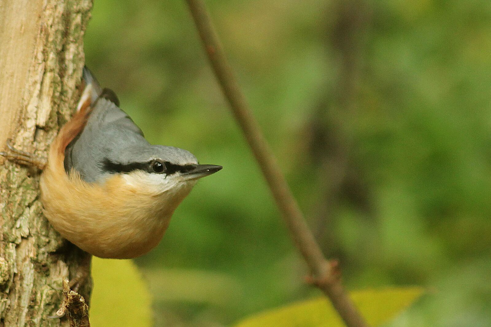 Nuthatch