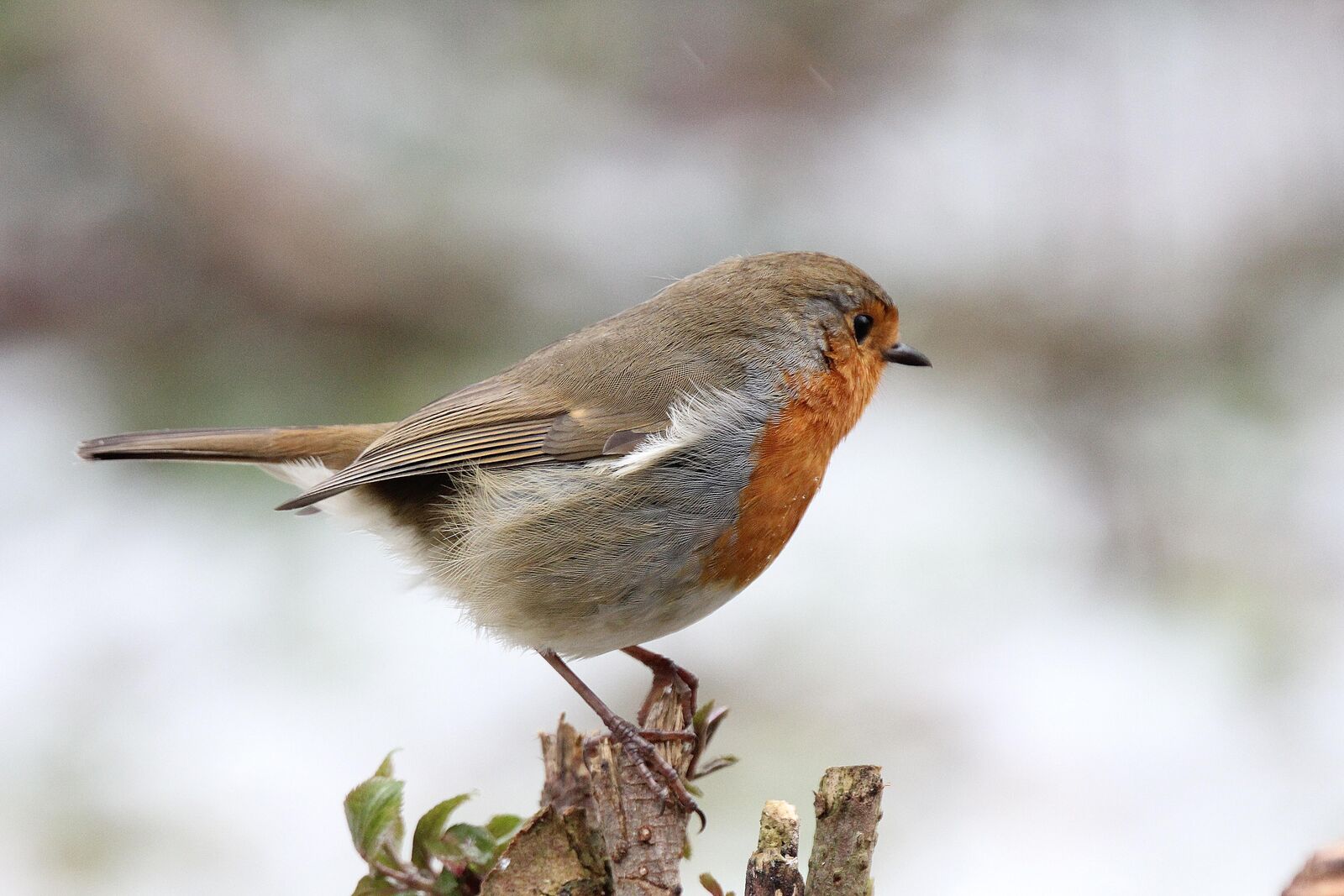 Robin
