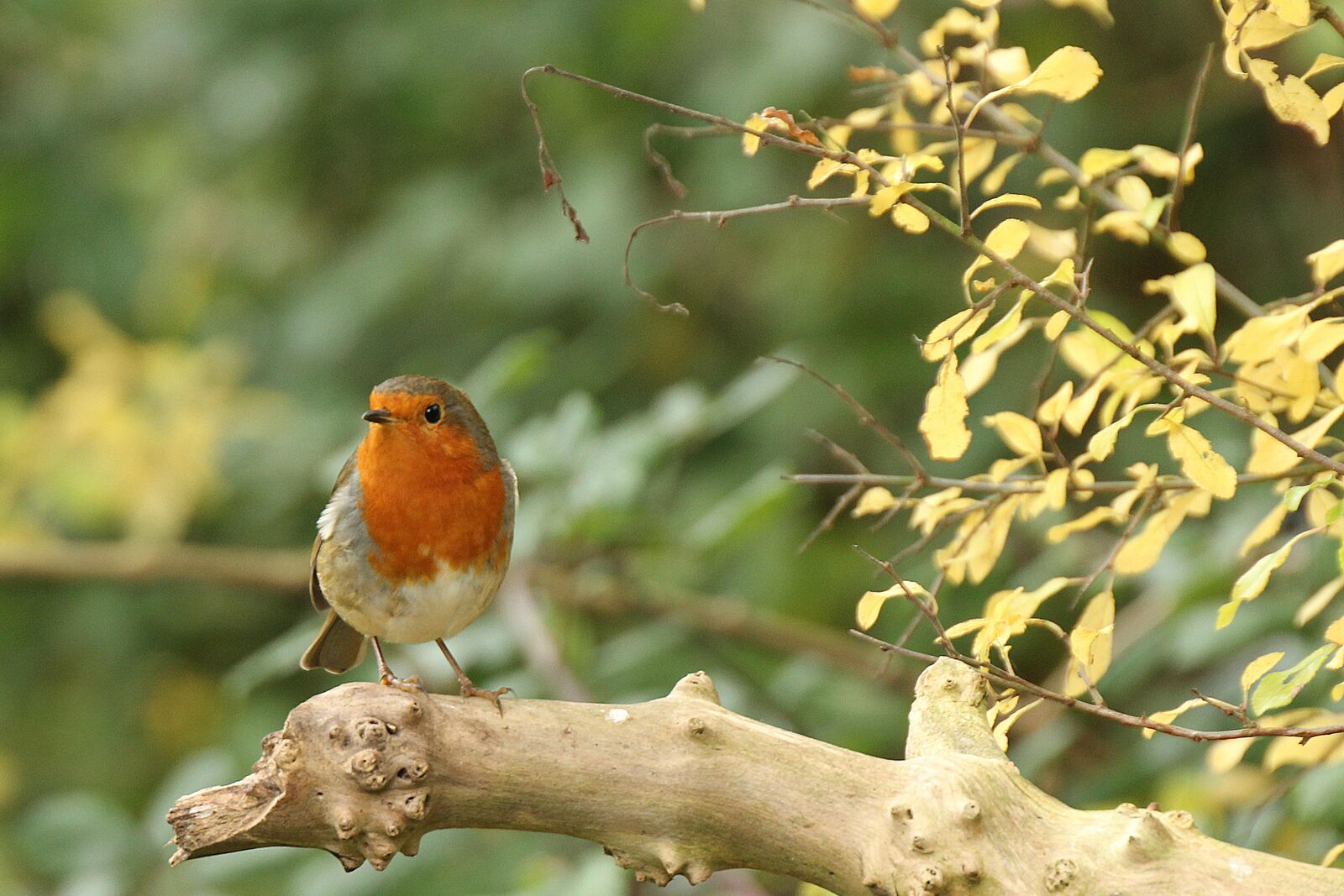 Robin