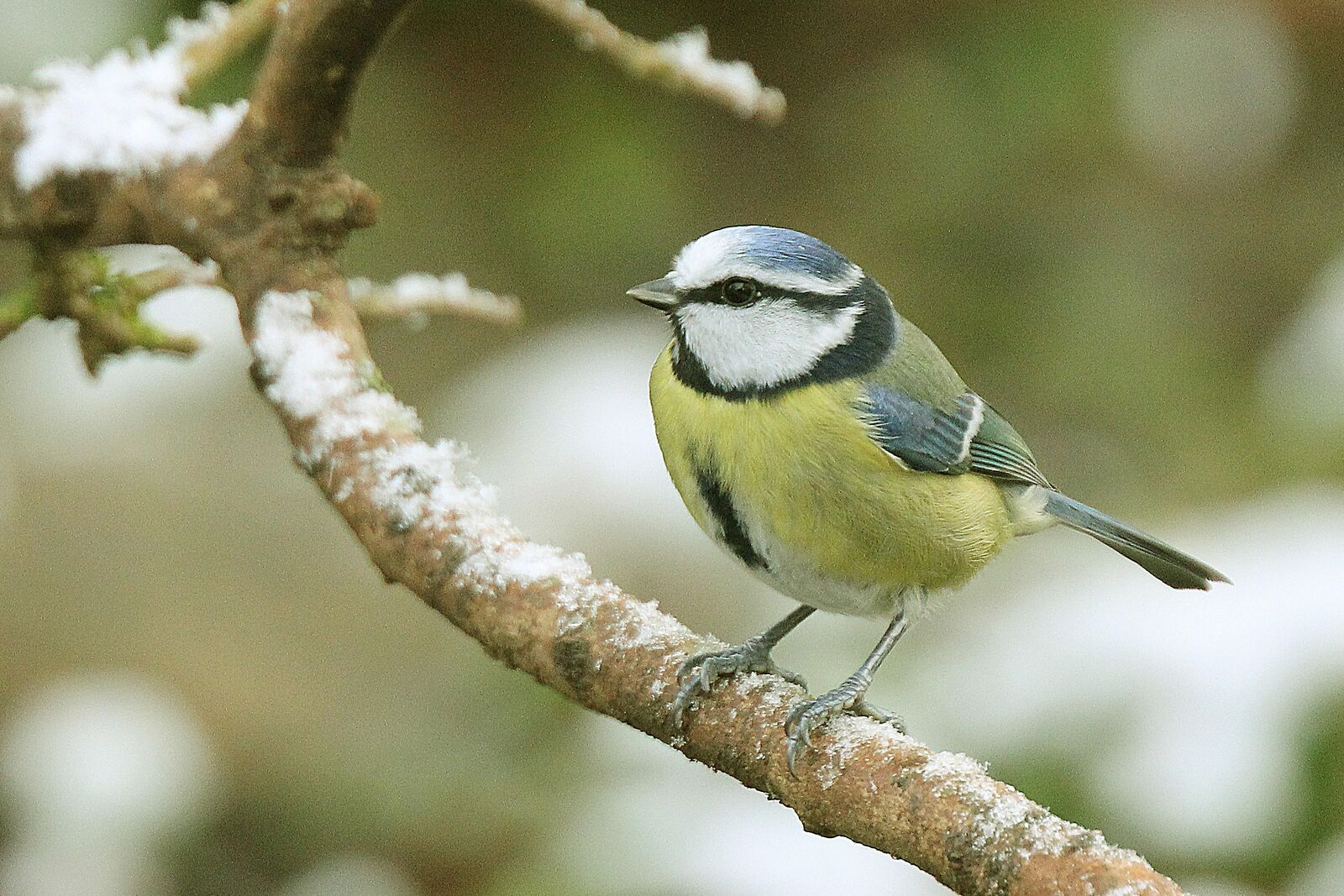 Blue Tit