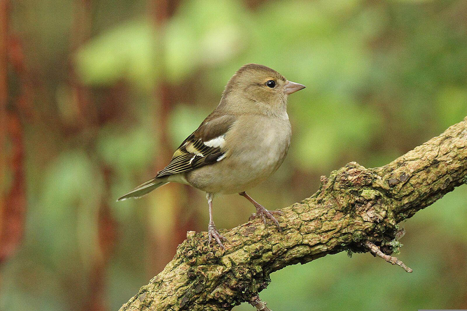 Chaffinch