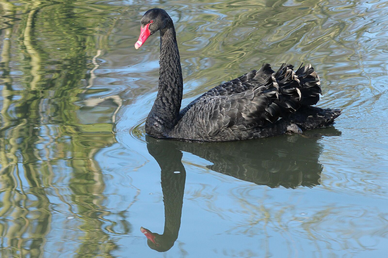 Black Swan