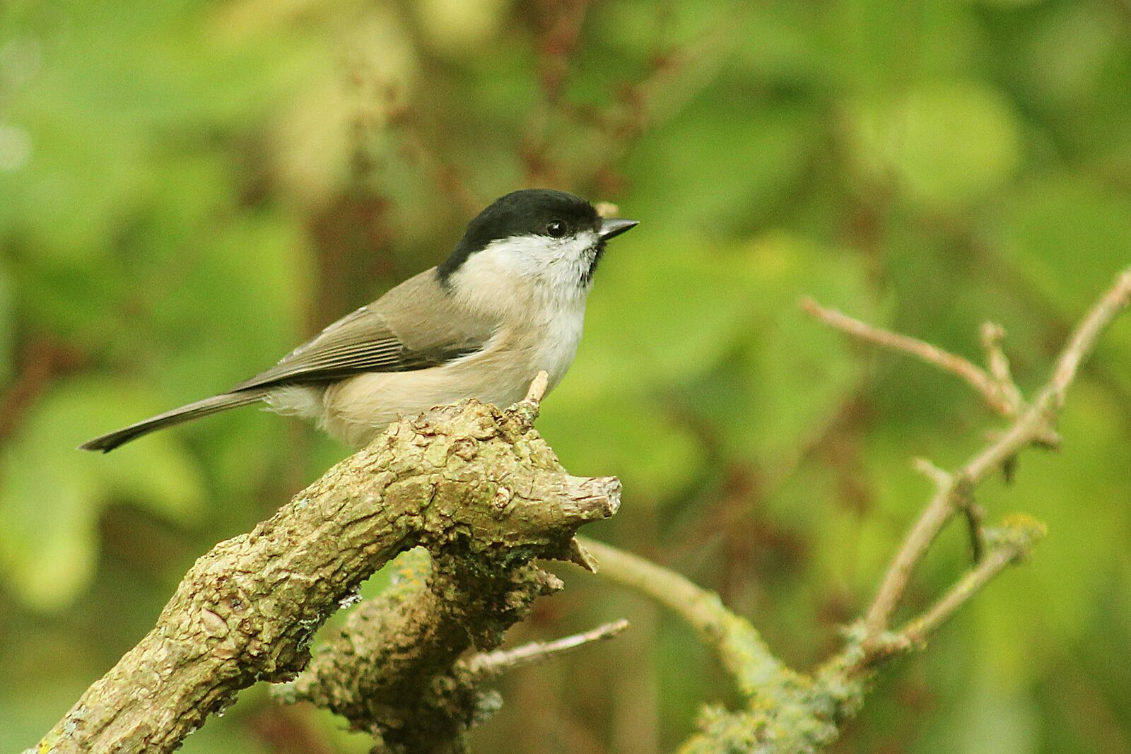 Marsh Tit