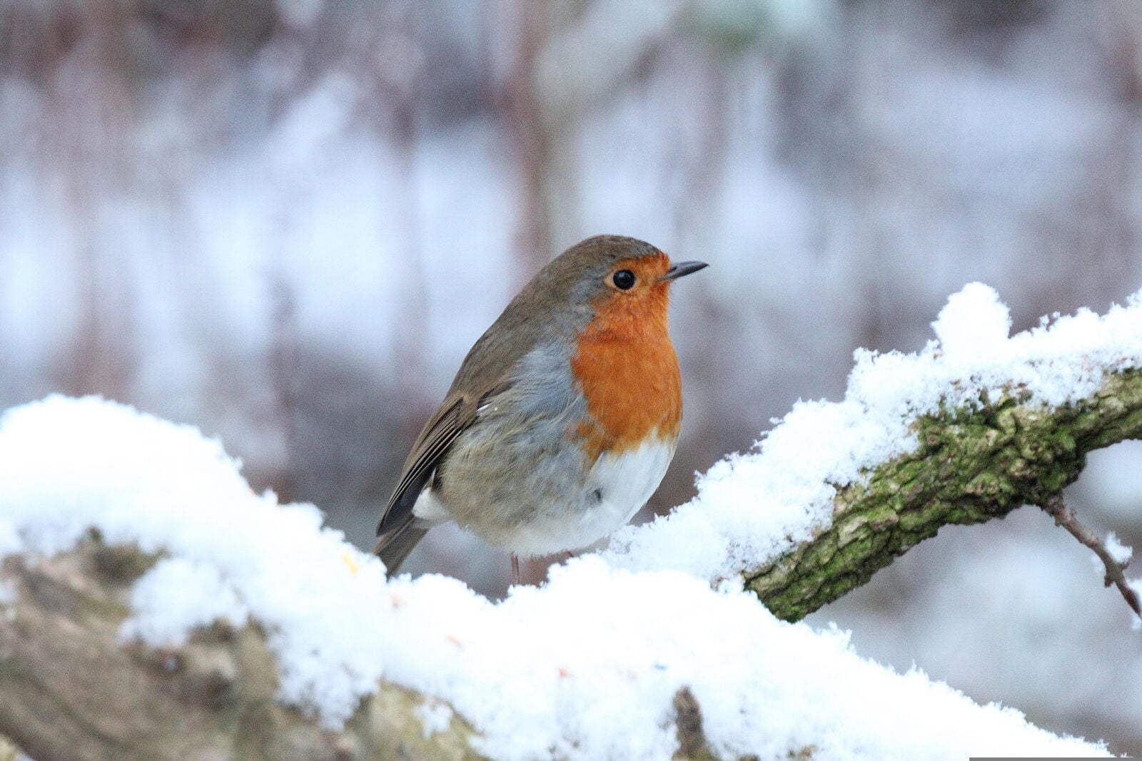 Robin