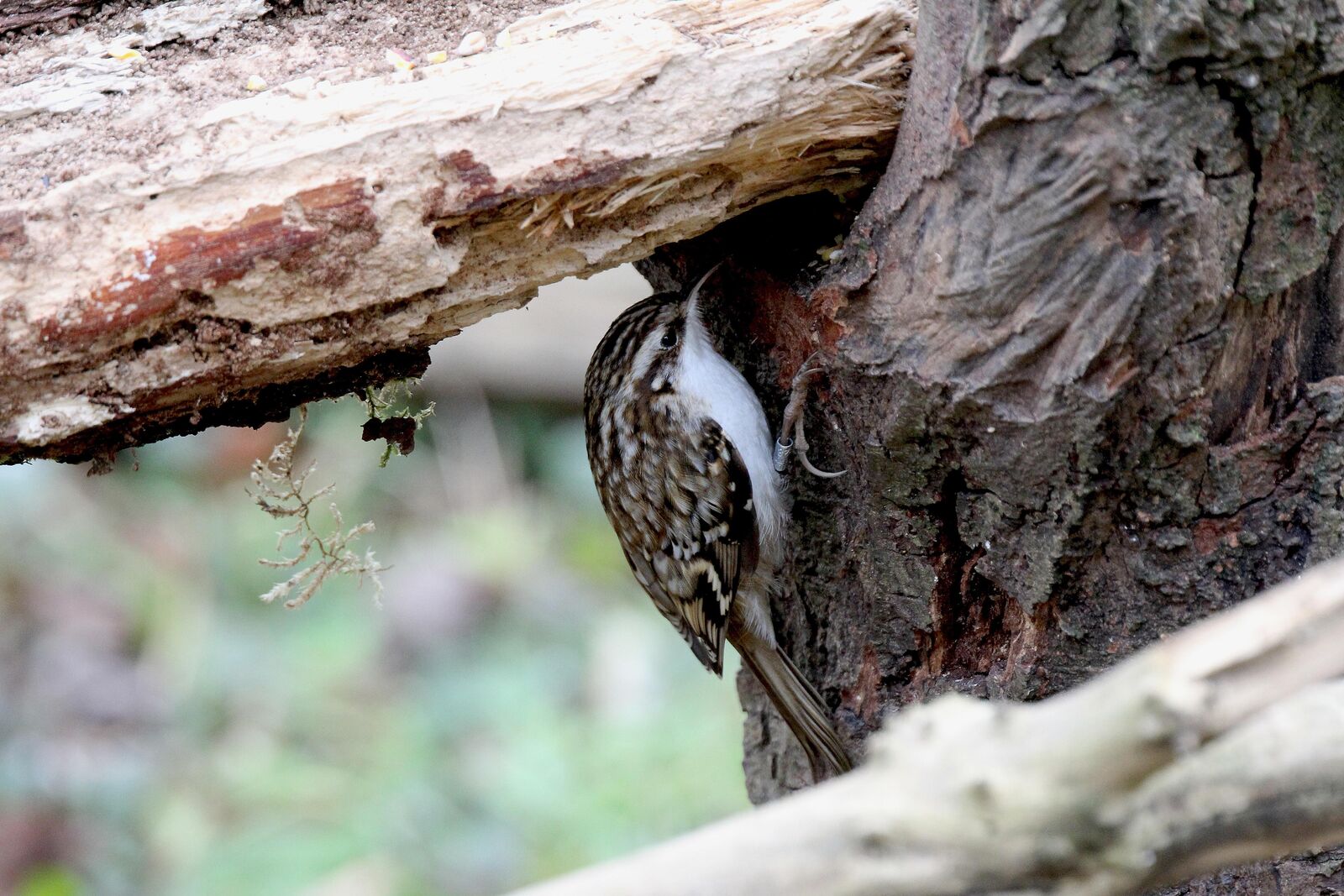 Tree Creeper