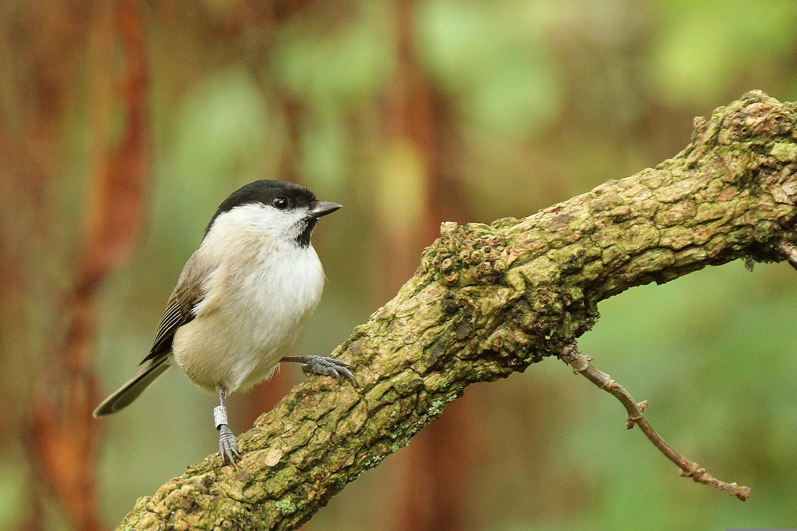 Marsh Tit
