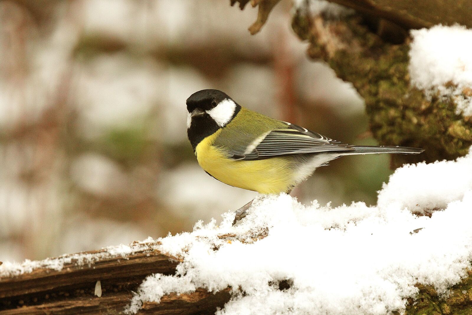 Great Tit