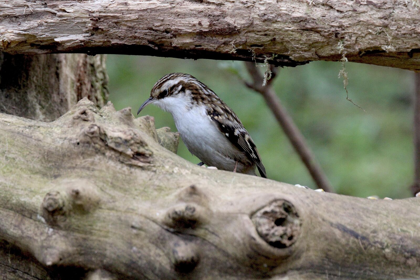 Tree Creeper