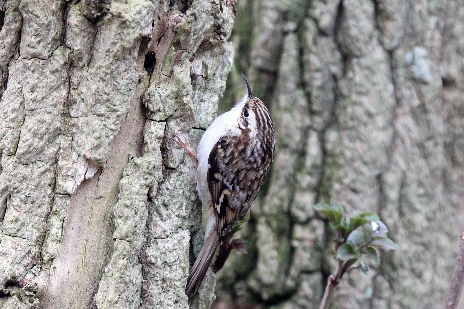 Tree Creeper
