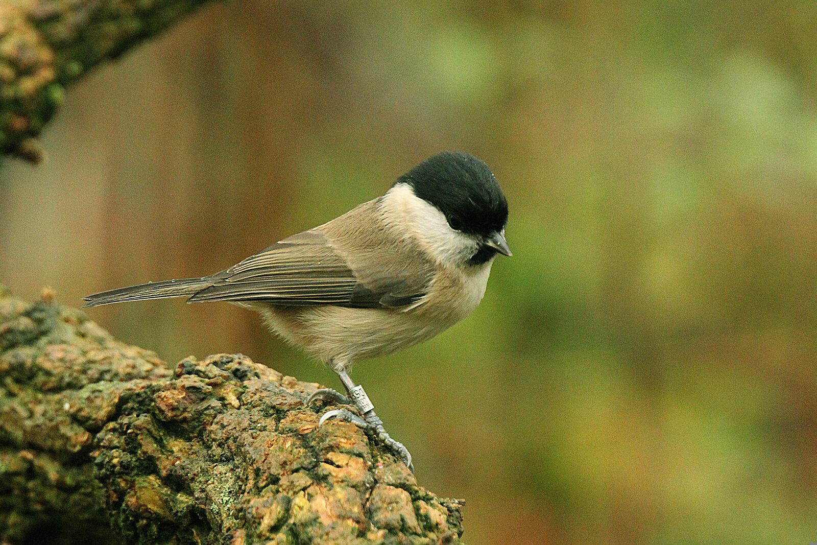 Marsh Tit