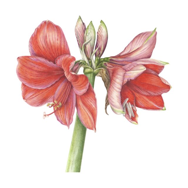 Amaryllis 