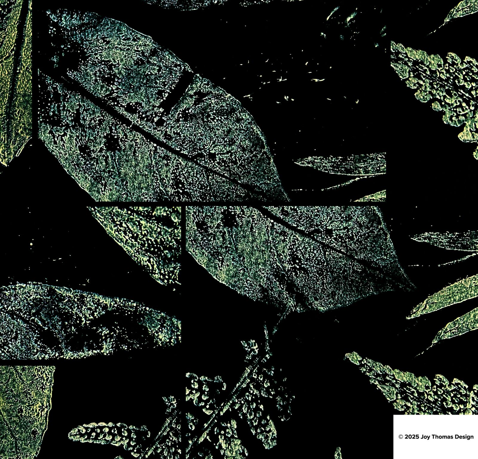 Leaf Fragility (2024)