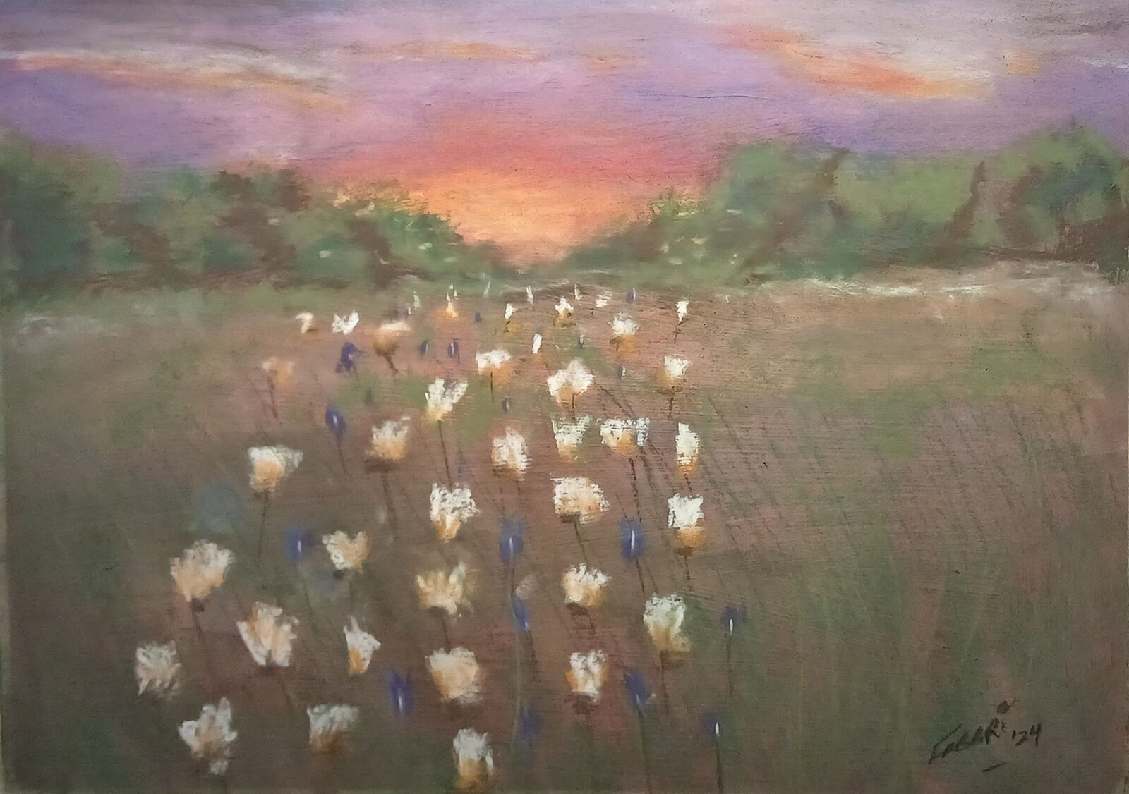 Flower Field at Sunset