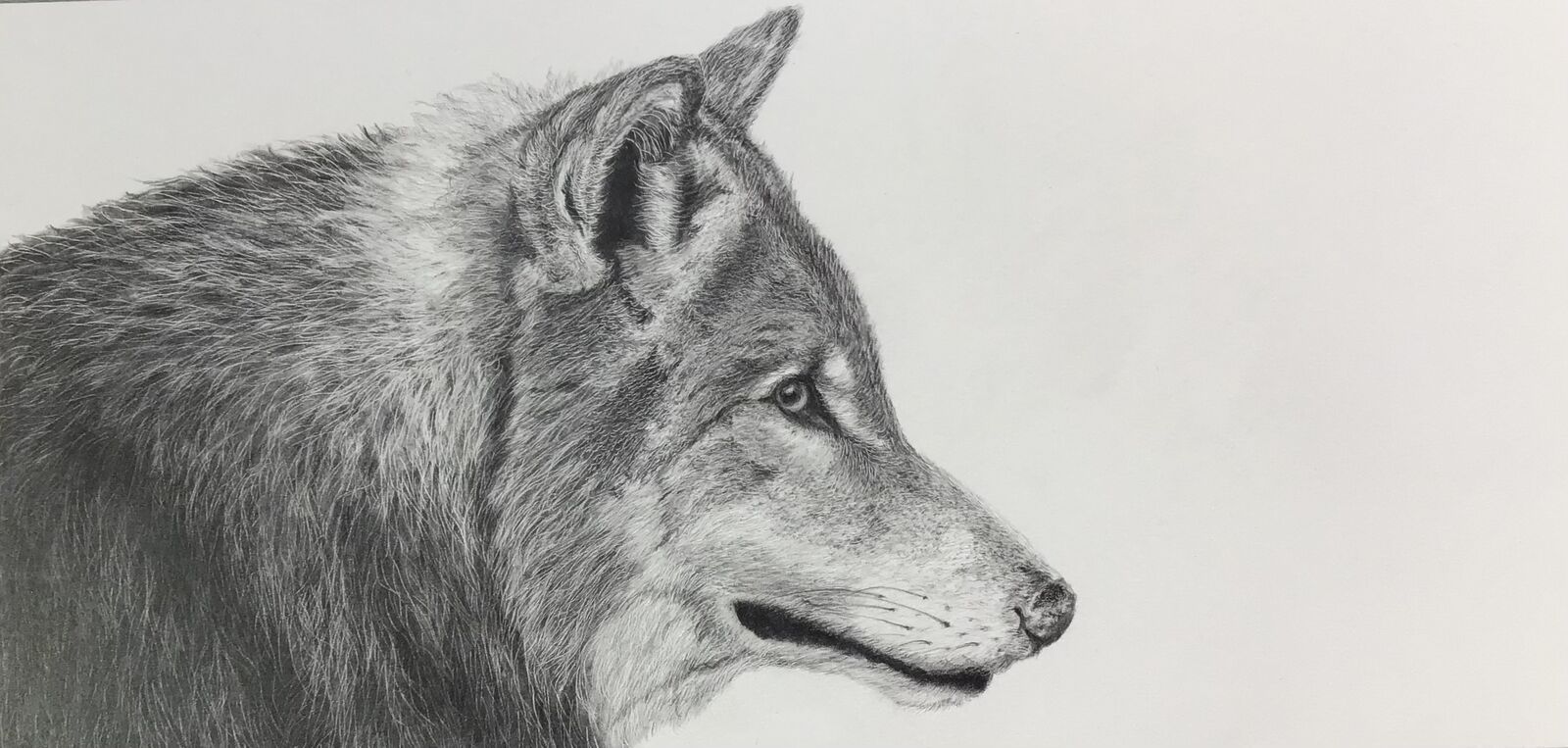 Lone Wolf