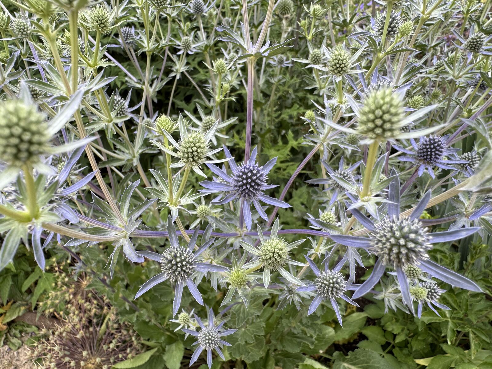 Sea Holly