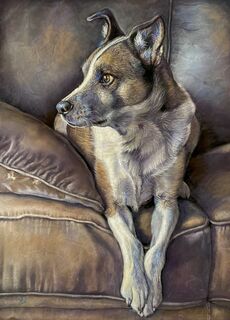 Pet Portraits