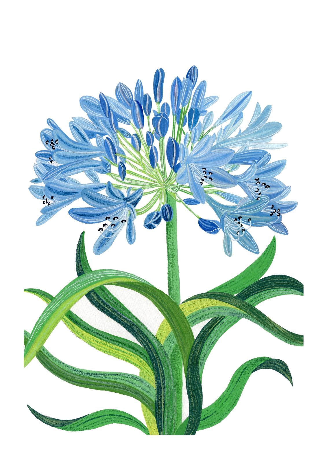 AGAPANTHUS FLOWER