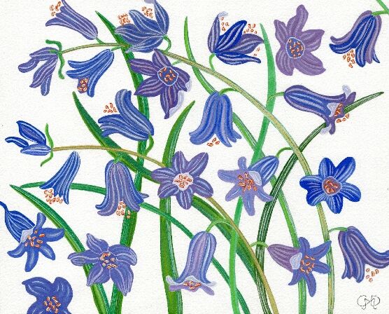 BLUEBELL DESIGN