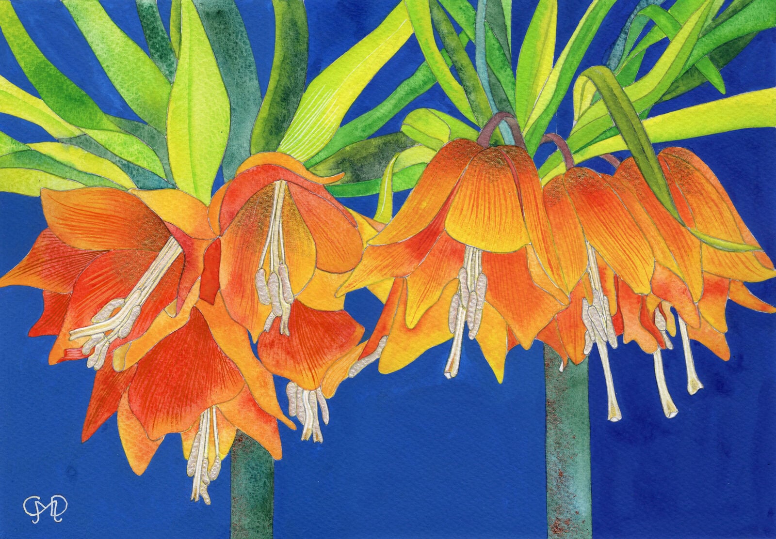 CROWN IMPERIAL