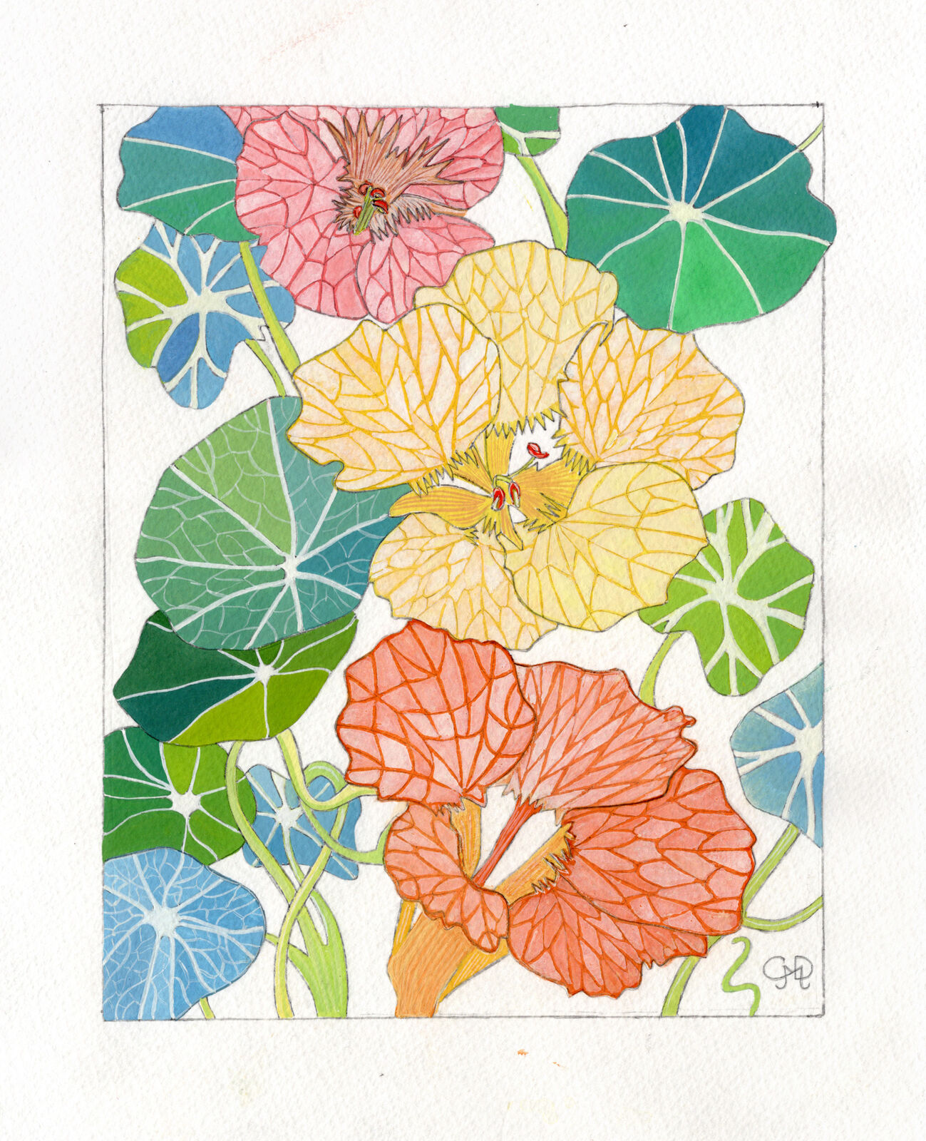 NASTURTIUM