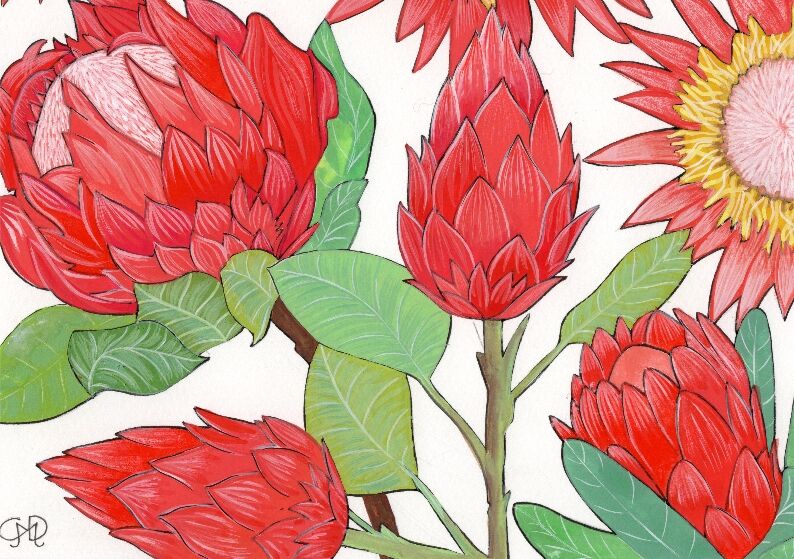 PROTEA