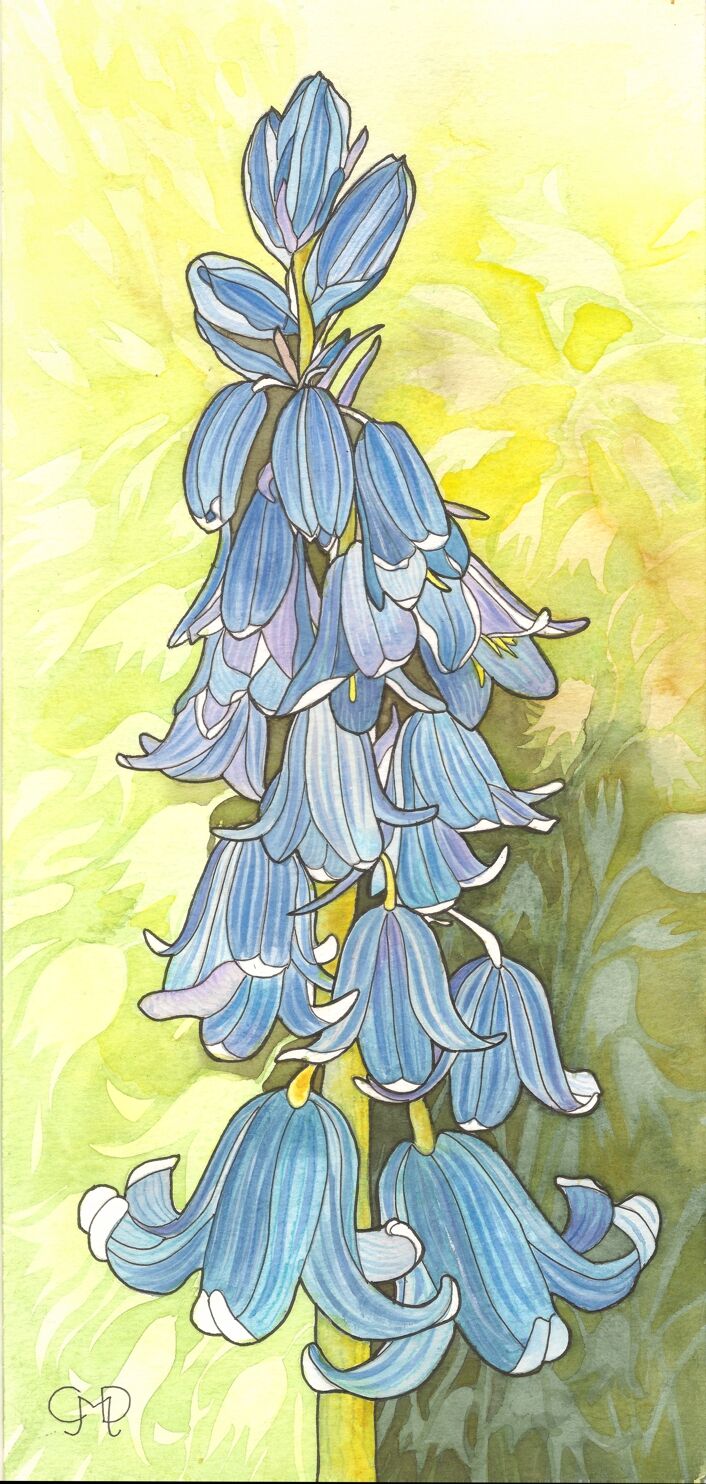 BLUEBELLS