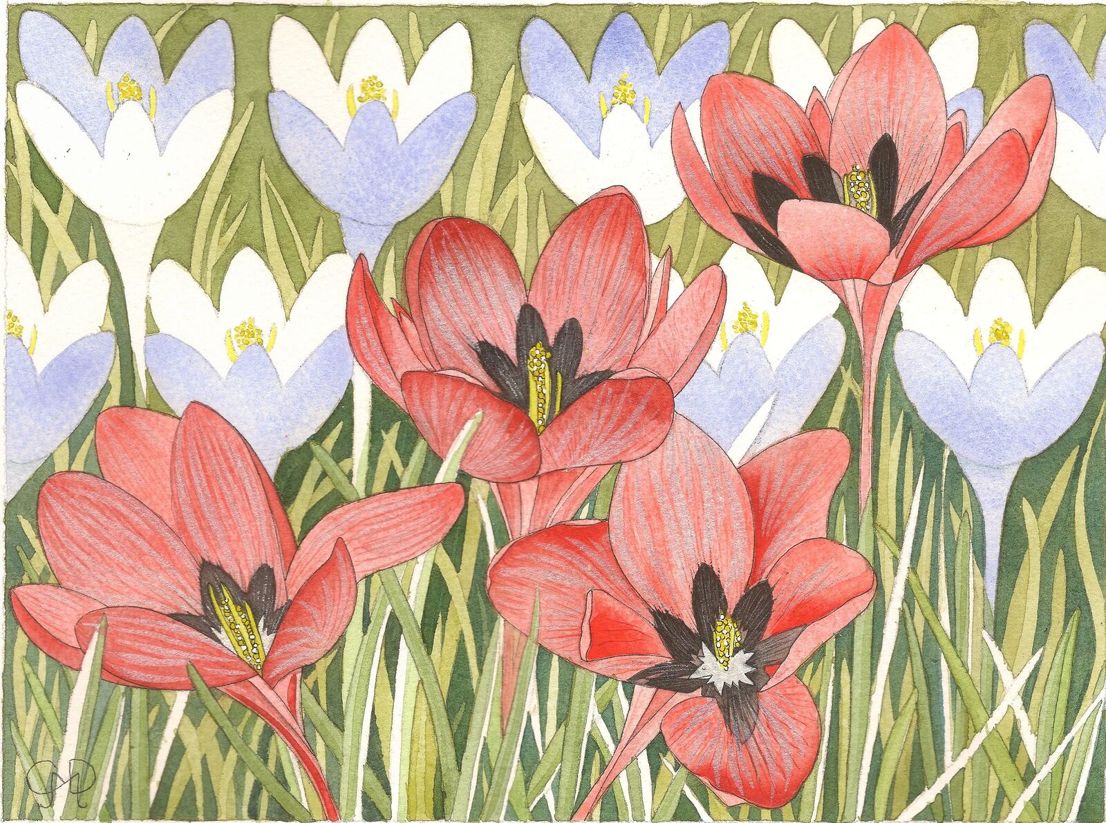CROCUS
