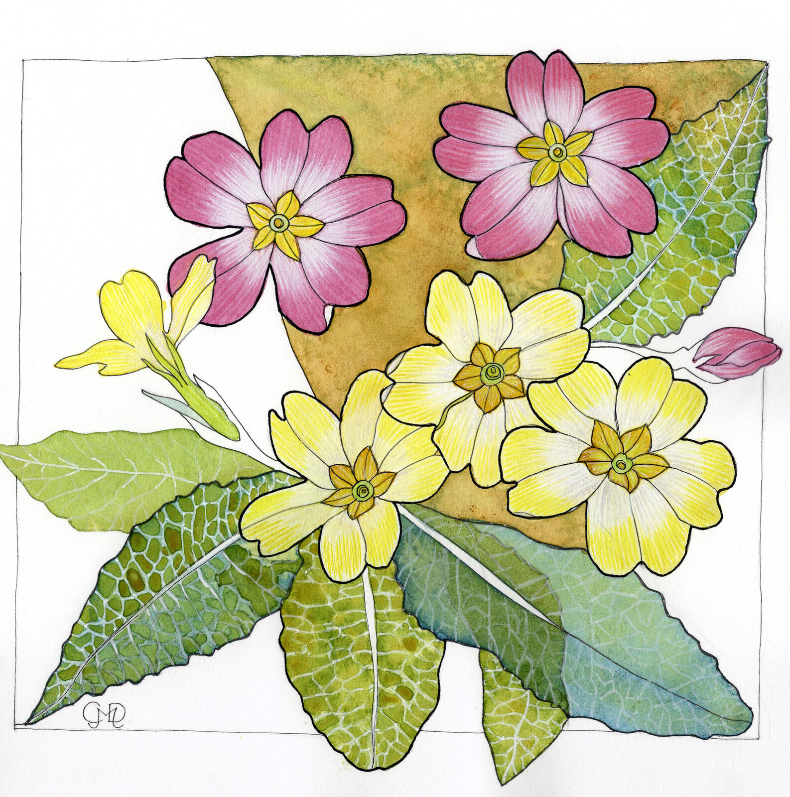 WILD PRIMROSES