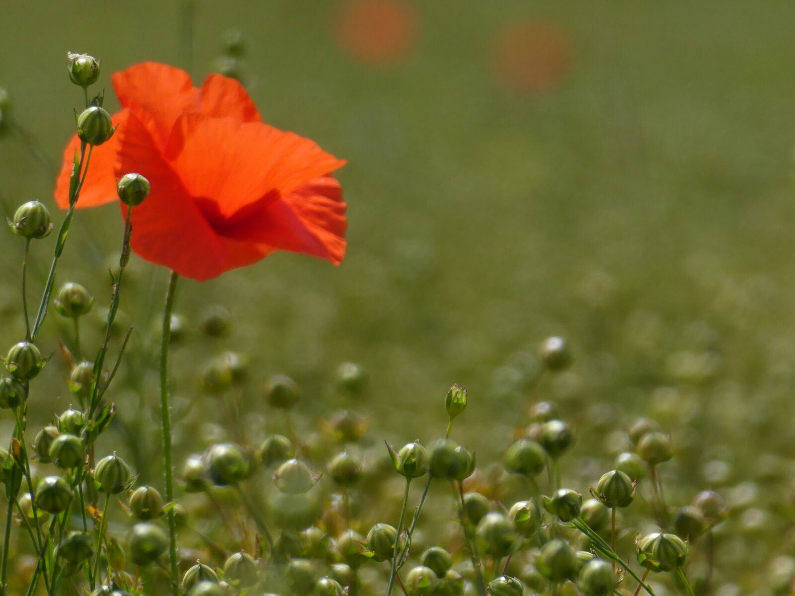Linseed Poppy