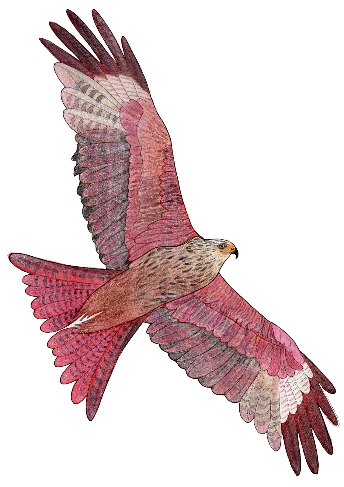 KITE