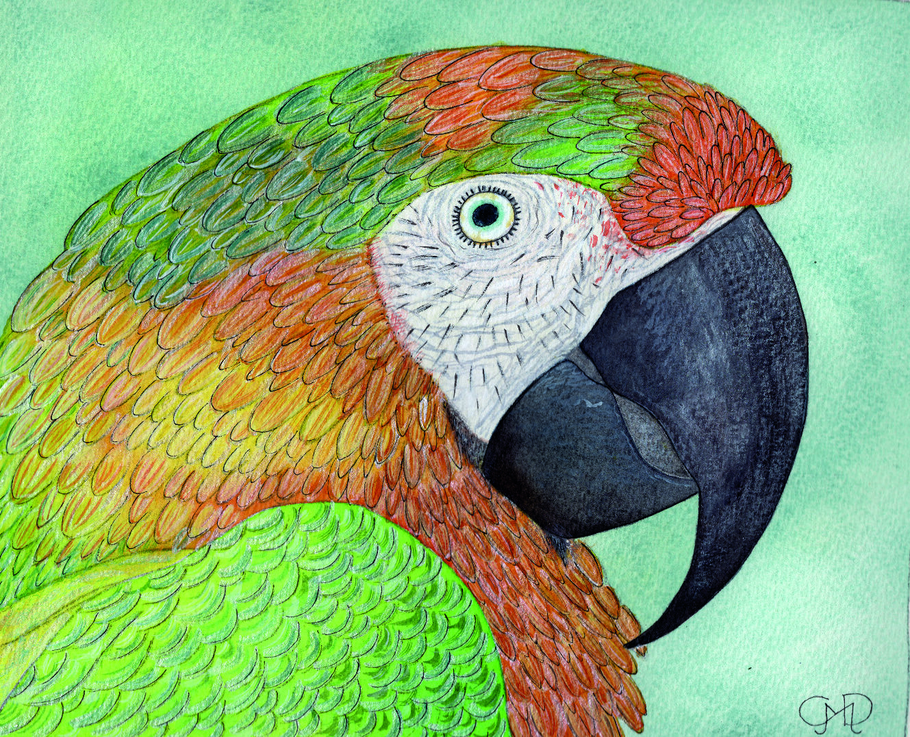 MACAW
