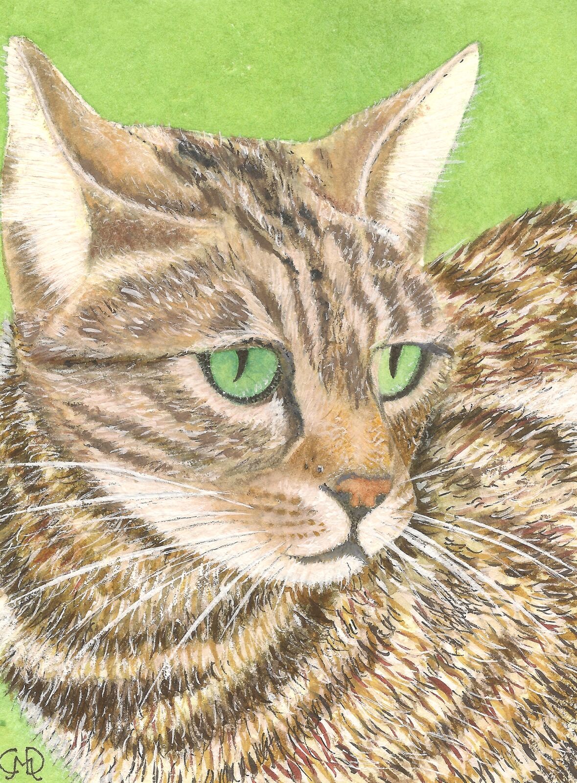 TABBY CAT