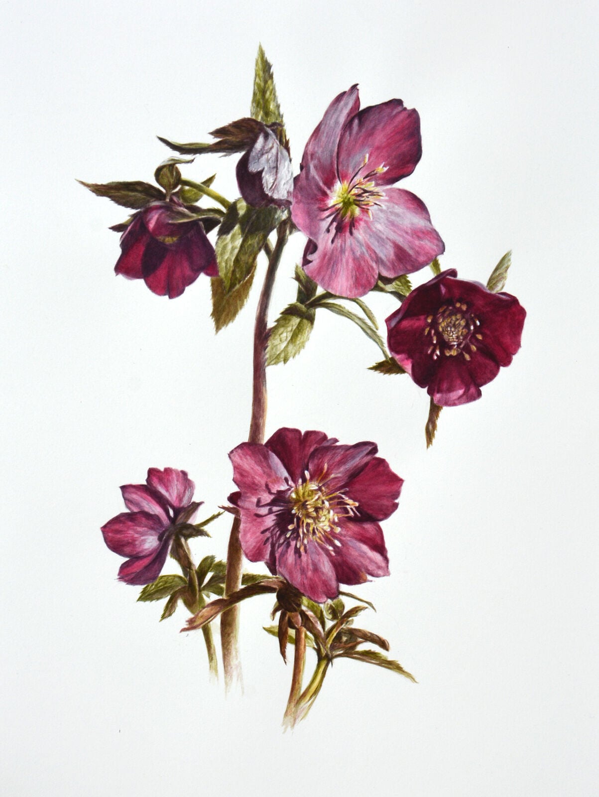 Helleborus