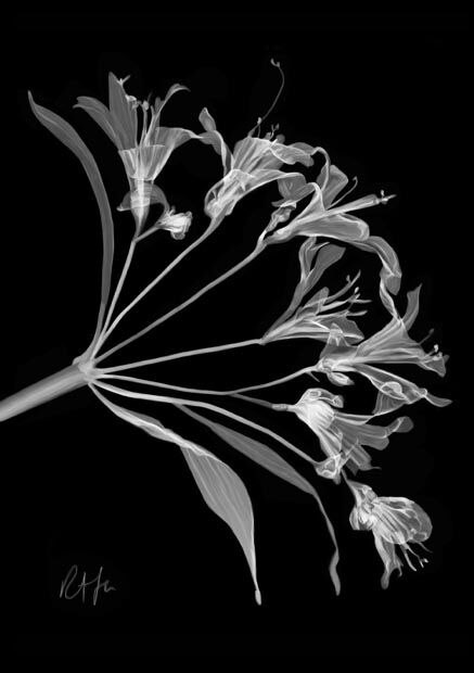 Delicate Finery