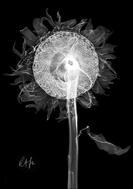 Sunseed