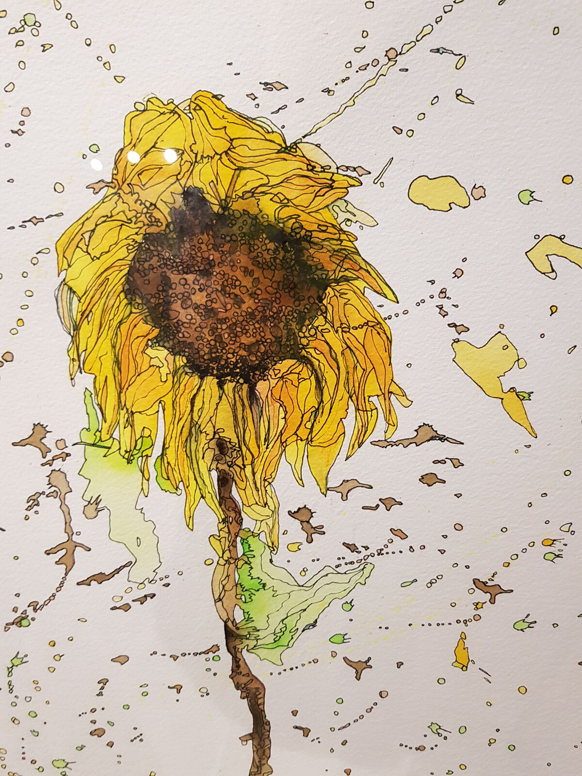 Sunflower