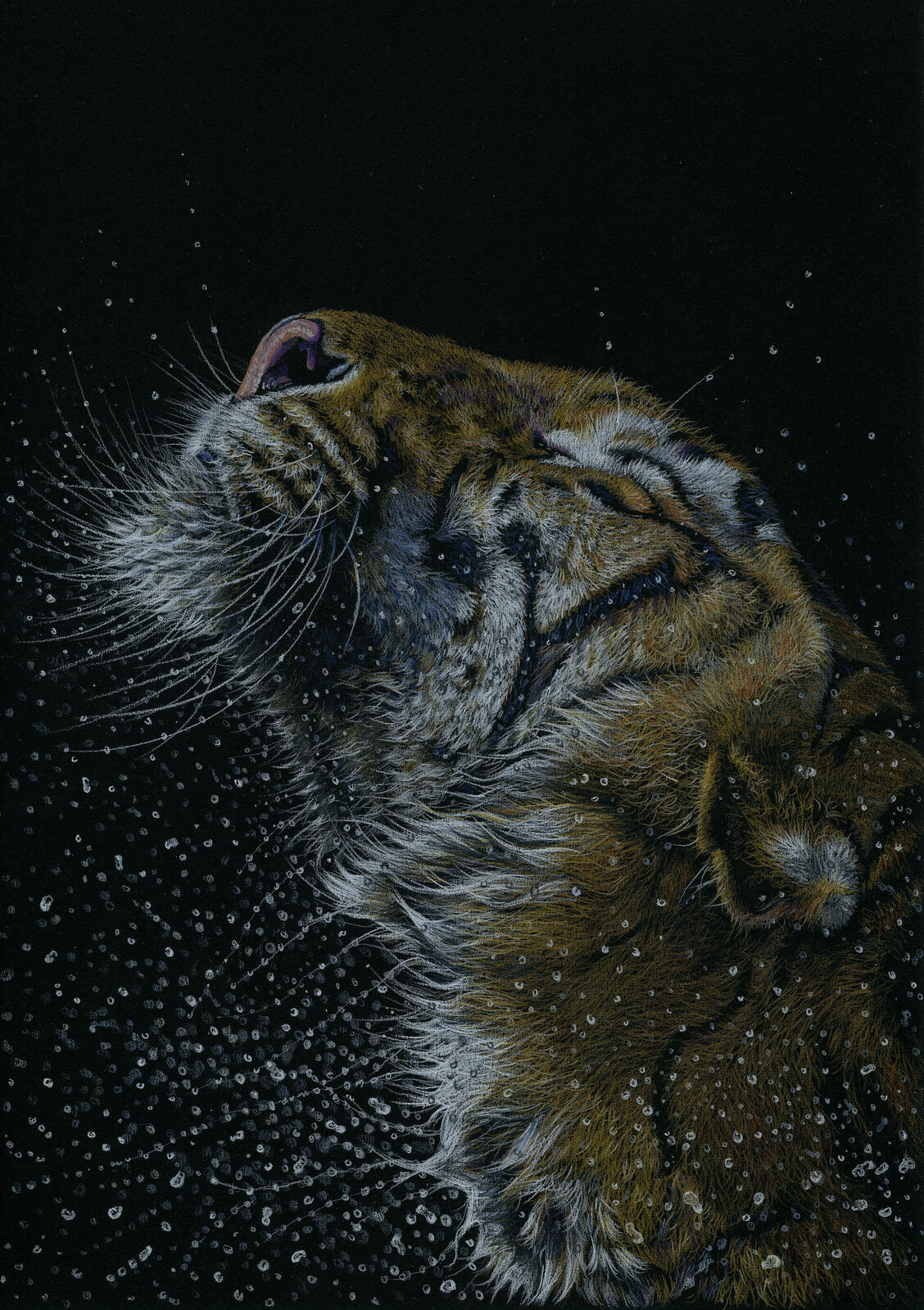 Splash 2