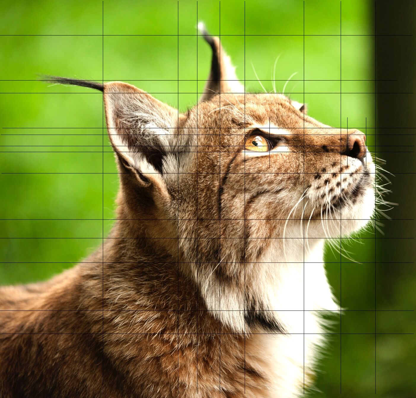 WIP: 2 Lynx & Hawker ref shot
