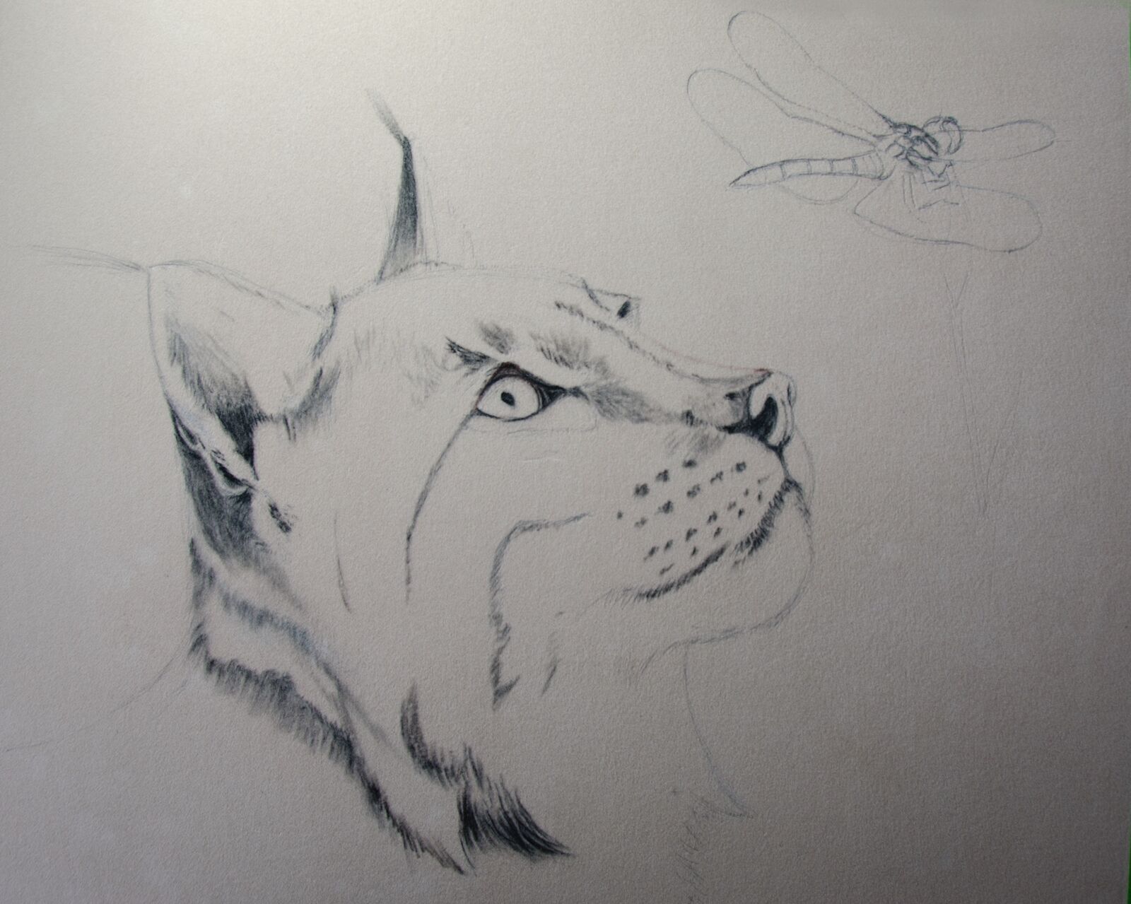 WIP: 3 Lynx & Hawker Initial outline of sketch on velour