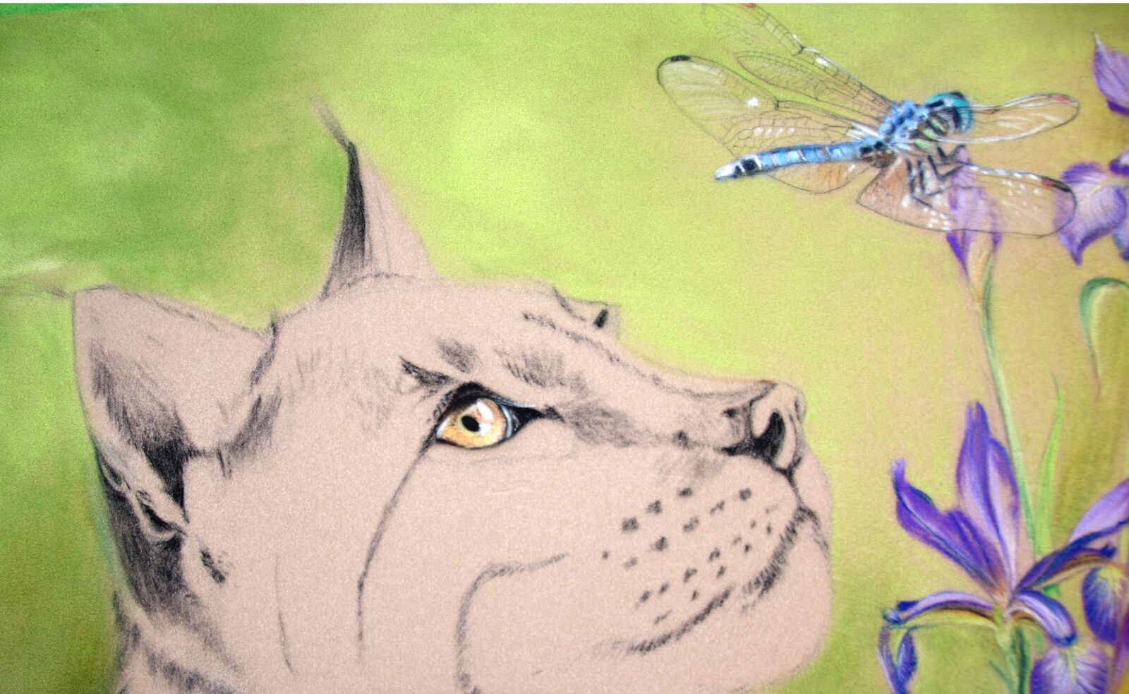 WIP: 14 Lynx & Hawker Eye