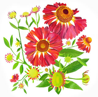ECHINACEA, LOST GARDENS OF HELIGAN by Lisa Deighan