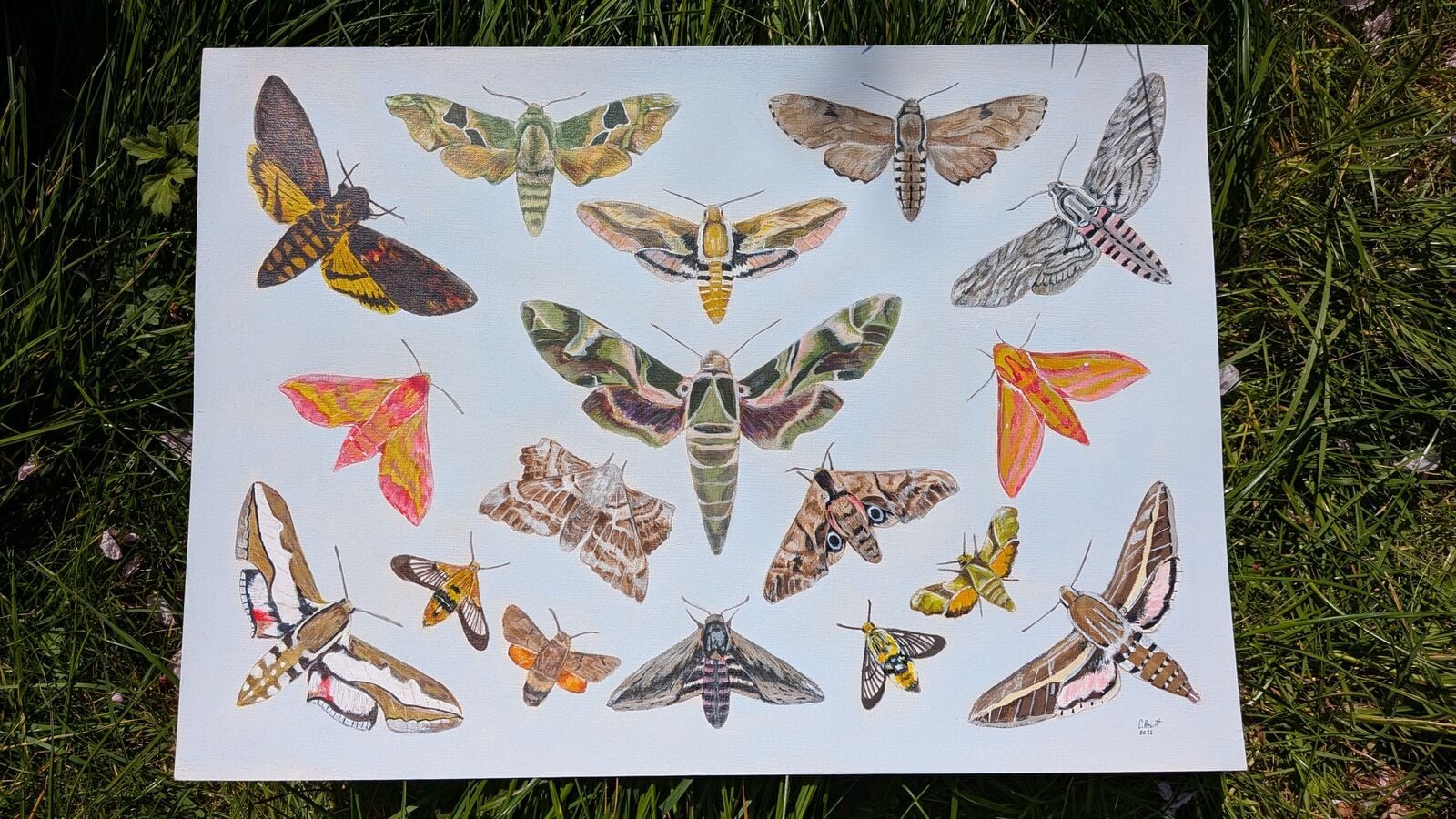 British Hawkmoths