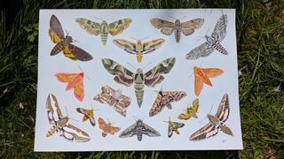 Hawk Moths of the UK by Charlie Hewitt