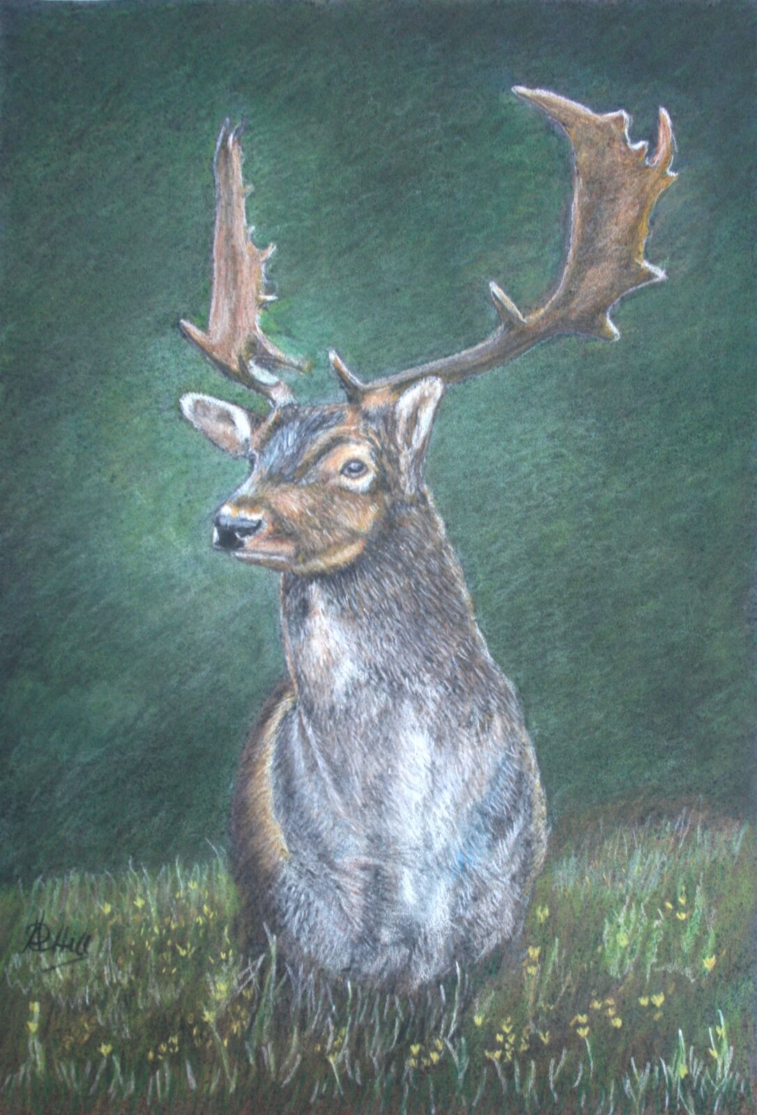 Monarch Of the Forest