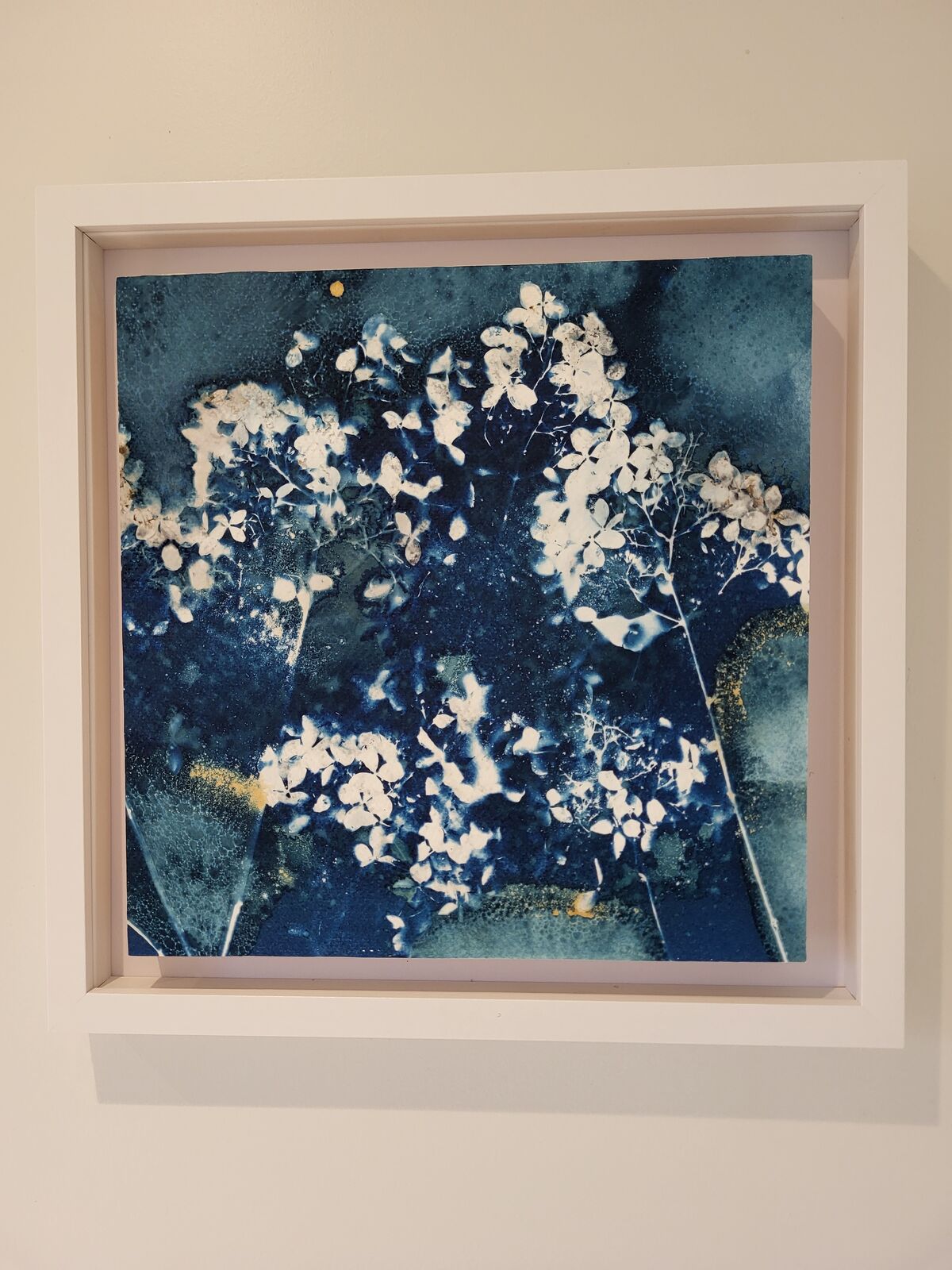 Hydrangea Cyanotype